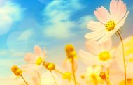 Abstract Floral Backgrounds