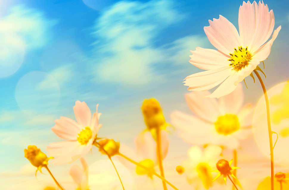Abstract Floral Backgrounds