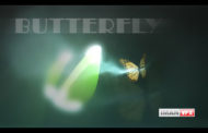 پروژه آماده افترافکت Butterfly Forest
