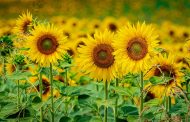 تصاویر گل های کارت تبریک