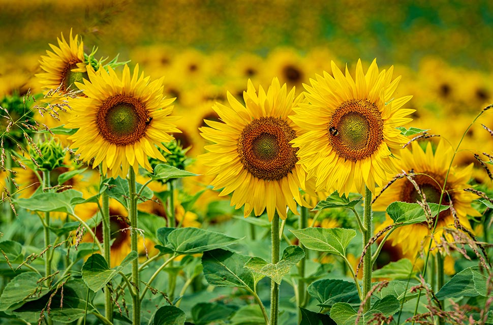 تصاویر گل های کارت تبریک